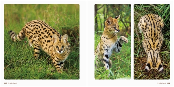 世界のかわいいけもの