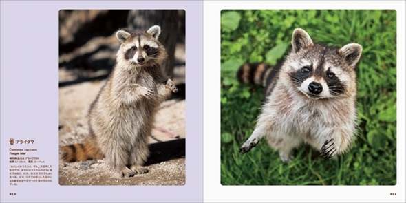 世界のかわいいけもの