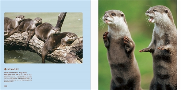 世界のかわいいけもの