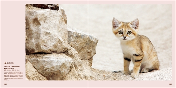 世界のかわいいけもの