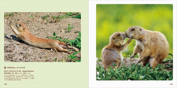 世界のかわいいけもの