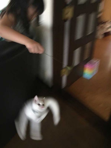 猫 躍動感 元気 動き