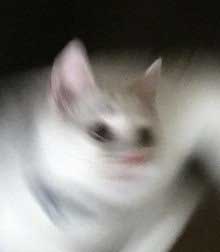 猫 躍動感 元気 動き