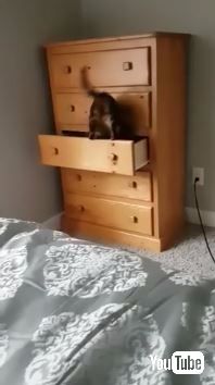 猫 タンスに入る