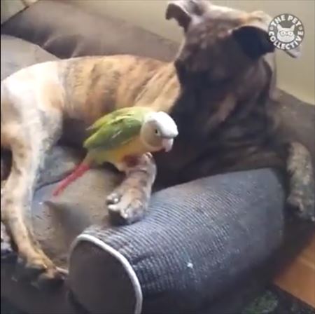 犬 鳥