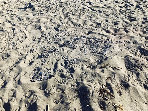 積丹 北海道 海 事故 炭