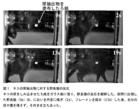 野良猫 糞尿 被害 防止