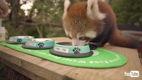 レッサーパンダ ミルク