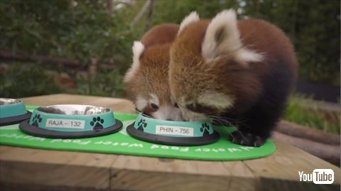 レッサーパンダ ご飯