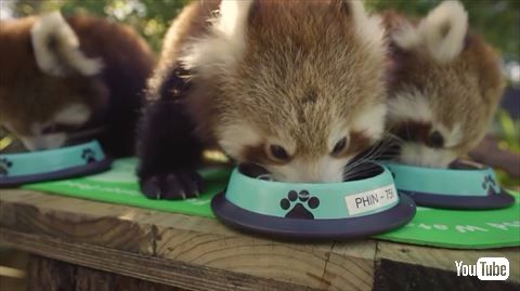 レッサーパンダ ミルク