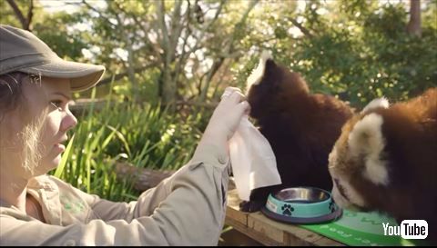 レッサーパンダ ご飯