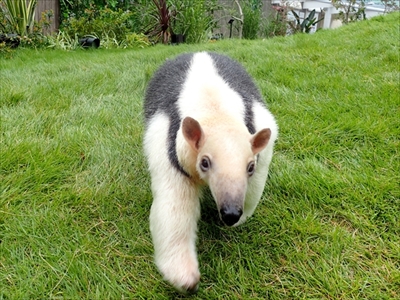 サンシャイン水族館　アリクイ・タエのお散歩