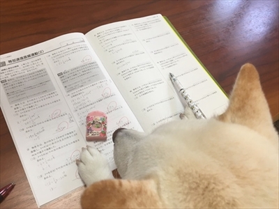 白柴『きなこ』のお気楽ブログ