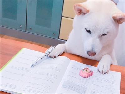 白柴『きなこ』のお気楽ブログ