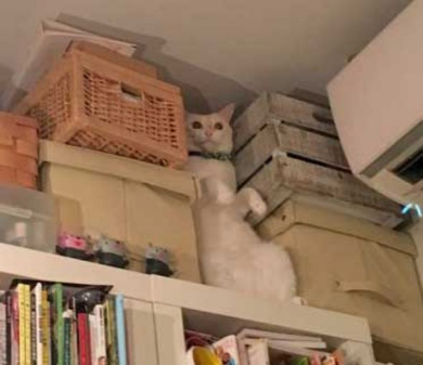 猫 ハマる ポーズ 謎 本棚