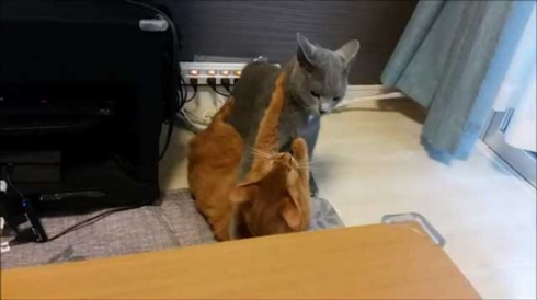 ドラクエ 戦闘曲 猫 ケンカ