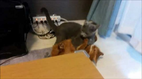 ドラクエ 戦闘曲 猫 ケンカ