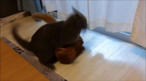 ドラクエ 戦闘曲 猫 ケンカ