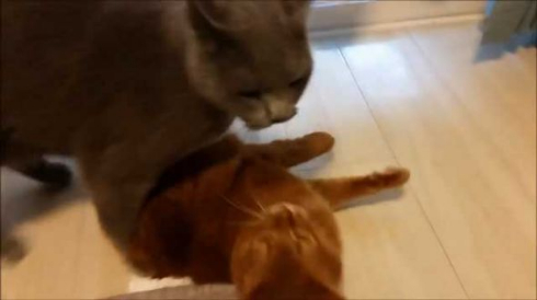 ドラクエ 戦闘曲 猫 ケンカ