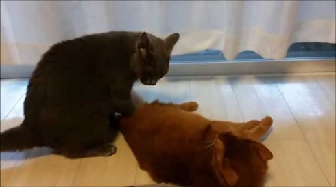 ドラクエ 戦闘曲 猫 ケンカ