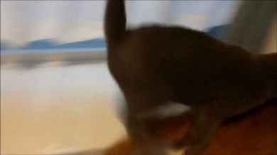 ドラクエ 戦闘曲 猫 ケンカ