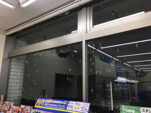 田舎 コンビニ 窓 バッタ
