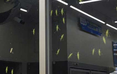 田舎 コンビニ 窓 バッタ