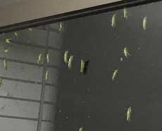 田舎 コンビニ 窓 バッタ