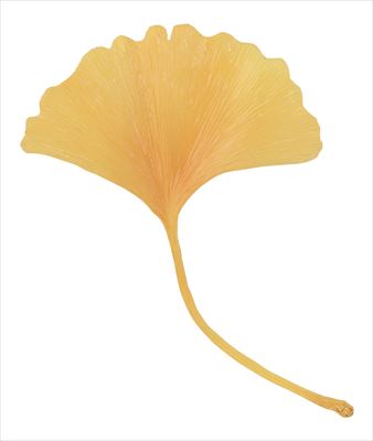 イチョウ（黄色）