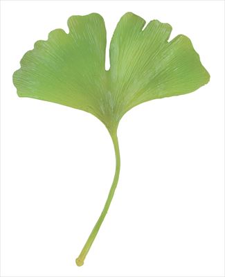 イチョウ（緑色）