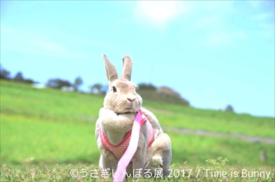 うさぎしんぼる展