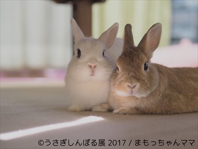 うさぎしんぼる展