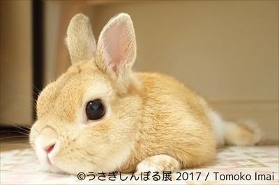 うさぎしんぼる展