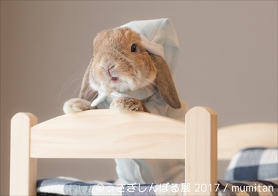 うさぎしんぼる展