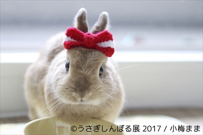 うさぎしんぼる展