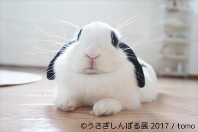 うさぎしんぼる展