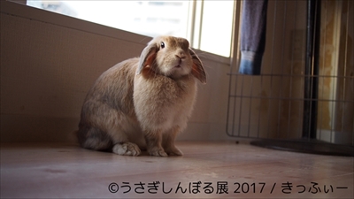 うさぎしんぼる展