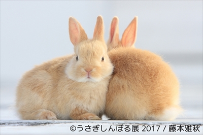 うさぎしんぼる展