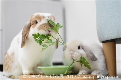 うさぎしんぼる展