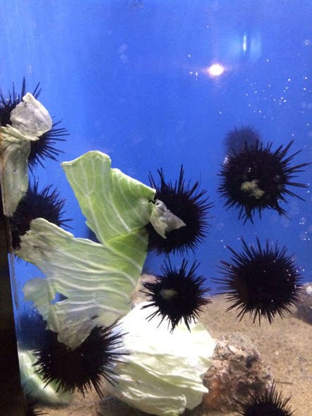 キャベツを食べるウニ