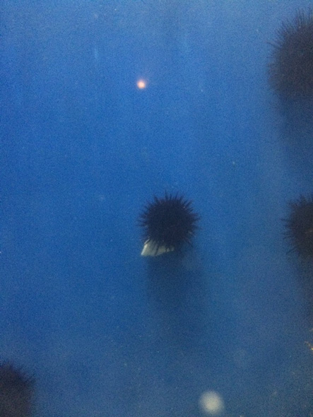 キャベツを食べるウニ