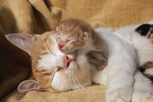 岩合光昭ミニ写真展「ねこのとけい」