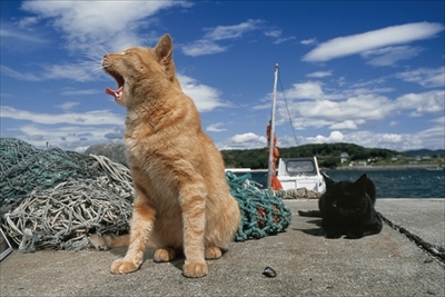 岩合光昭ミニ写真展「ねこのとけい」