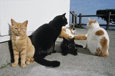 岩合光昭ミニ写真展「ねこのとけい」