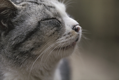 岩合光昭ミニ写真展「ねこのとけい」
