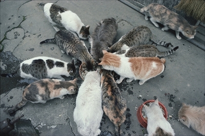 岩合光昭ミニ写真展「ねこのとけい」