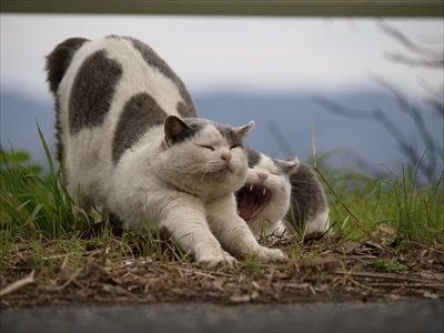 岩合光昭ミニ写真展「ねこのとけい」