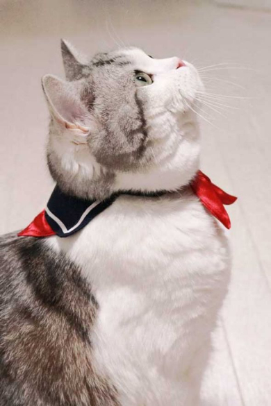 猫 セーラー服 首輪