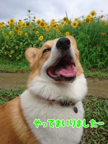 初めてのコーギー