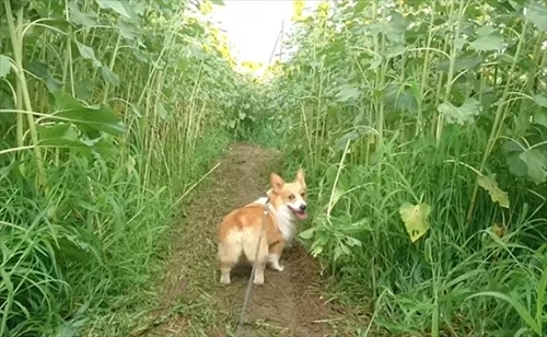 初めてのコーギー